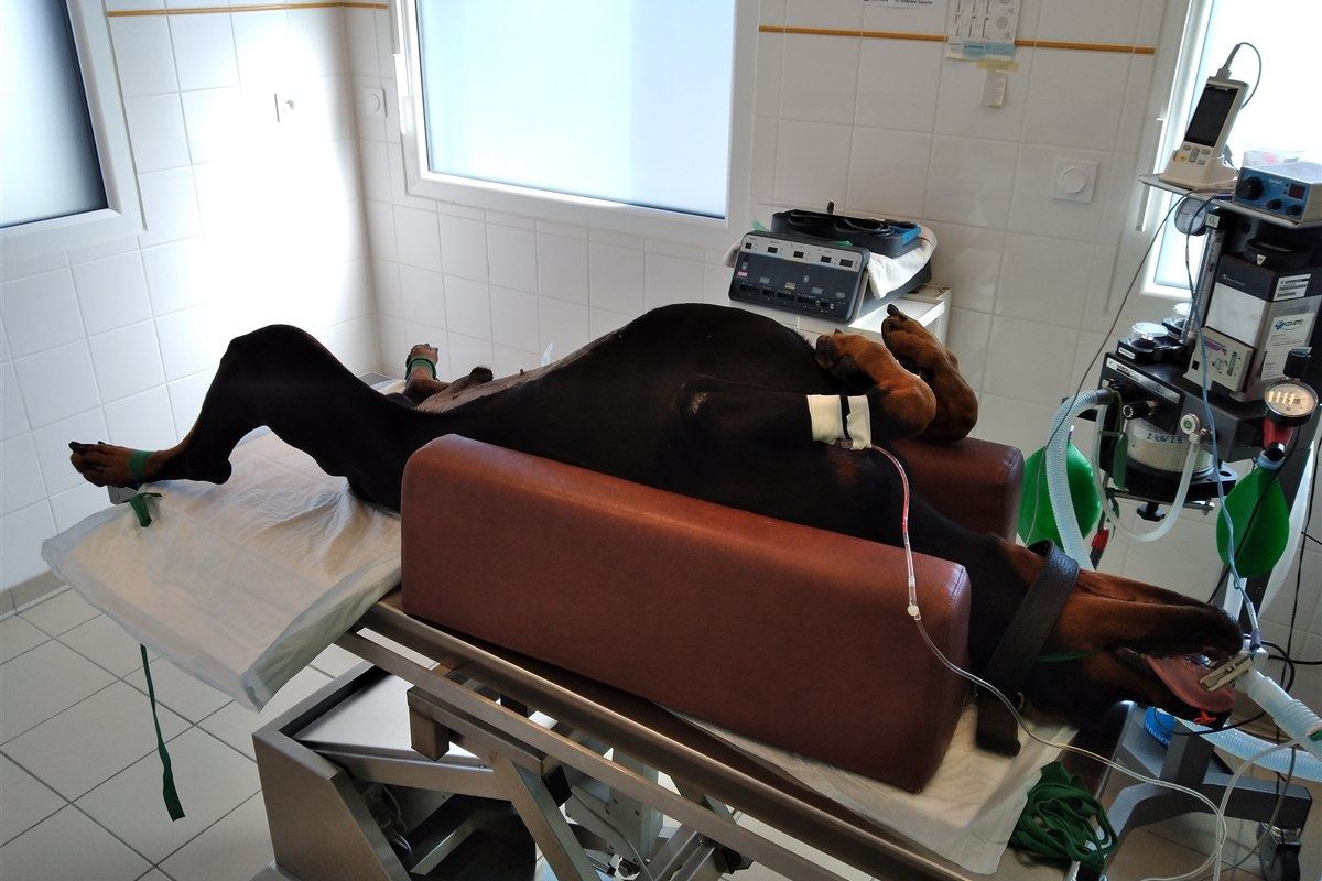 Yumuşak Doku Cerrahisi