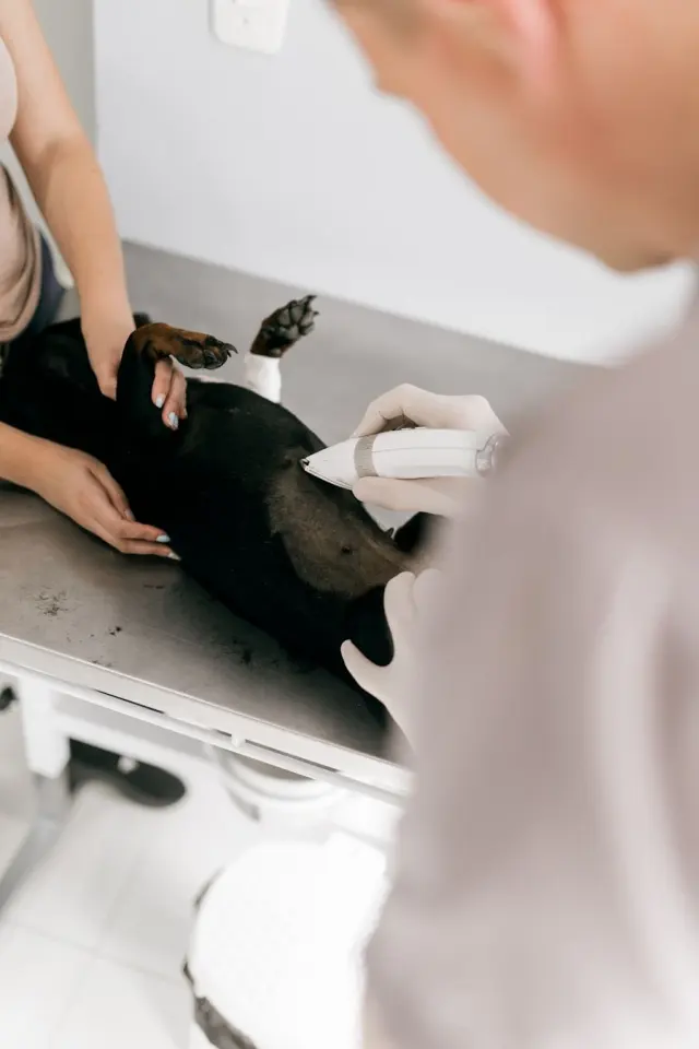 Köpeklerde Bahar Alerjisine Dikkat